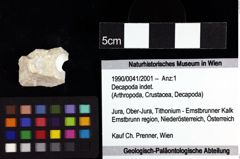 Foto (Objket + Etiketten) von Decapoda indet. 